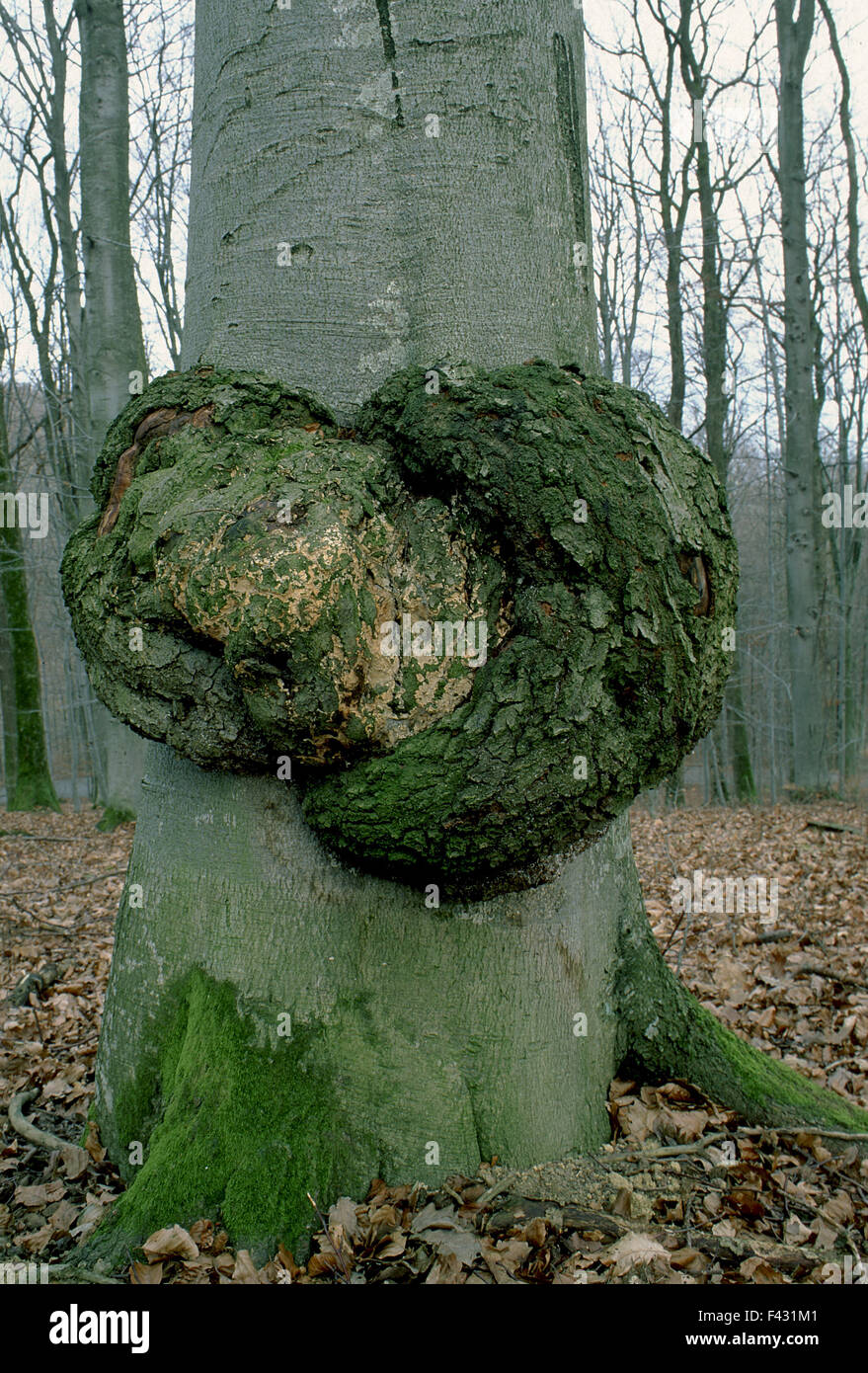 Tree cancro; faggio; Foto Stock