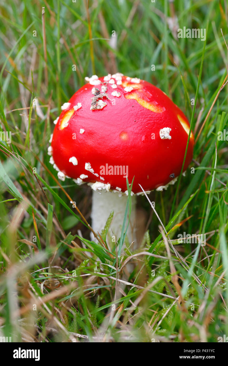 Amanita muscaria, fly fly agaric amanita. Foto Stock