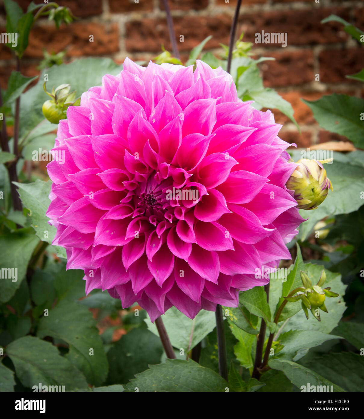 Rosa luminoso Dahlia Foto Stock
