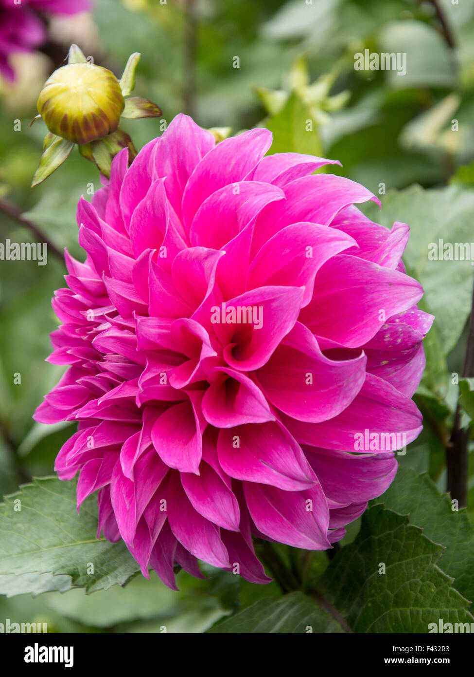 Rosa luminoso Dahlia Foto Stock
