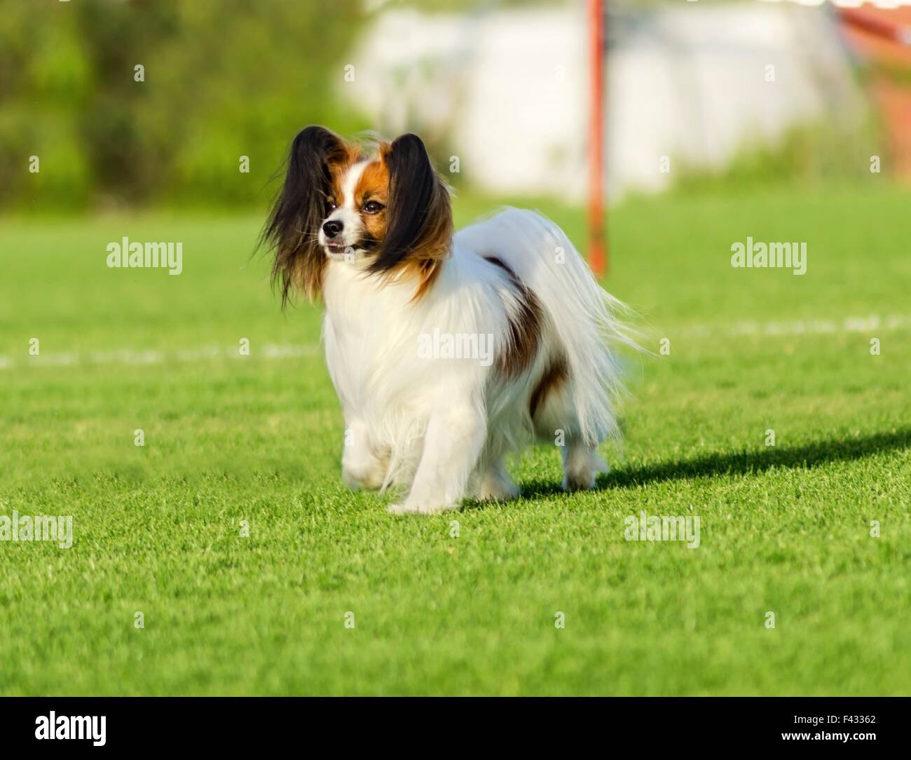 Un piccolo di colore bianco e rosso cane papillon (aka Continental toy spaniel) passeggiate sull'erba guardando molto cordiale e bella Foto Stock