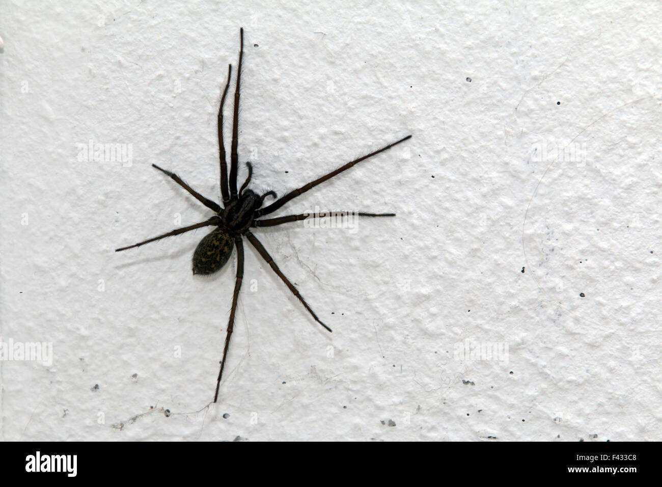 Eratigena atrica, casa gigante spider Foto Stock