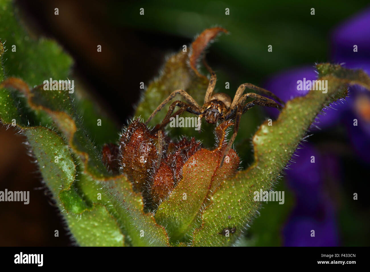 Vivaio spider web, Pisaura mirabilis Foto Stock