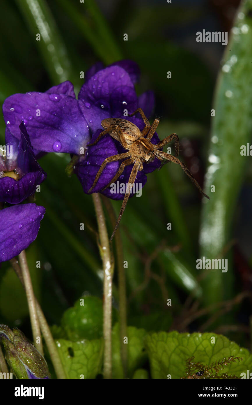 Vivaio spider web, Pisaura mirabilis Foto Stock
