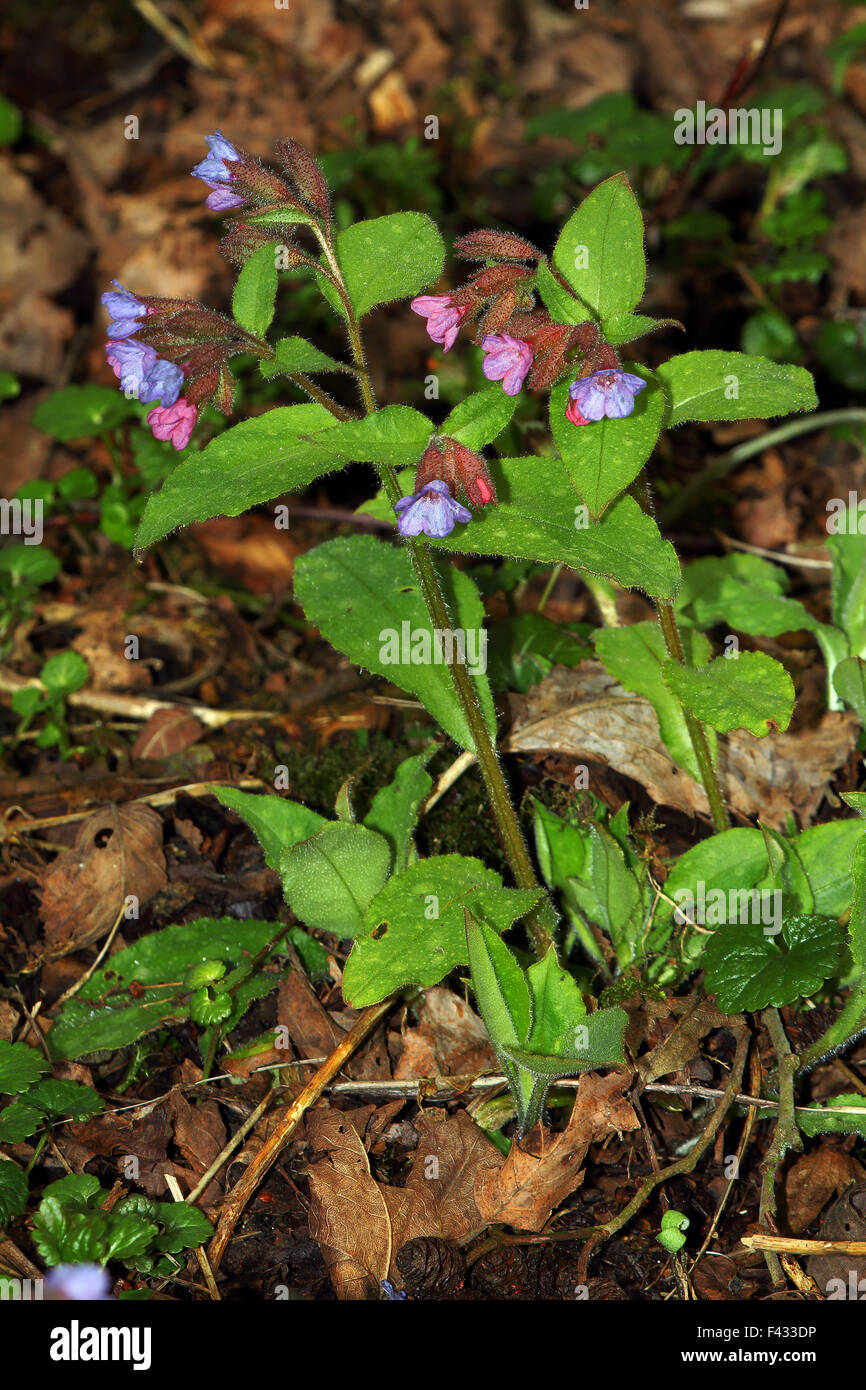 Comune, lungwort Pulmonaria officinalis Foto Stock