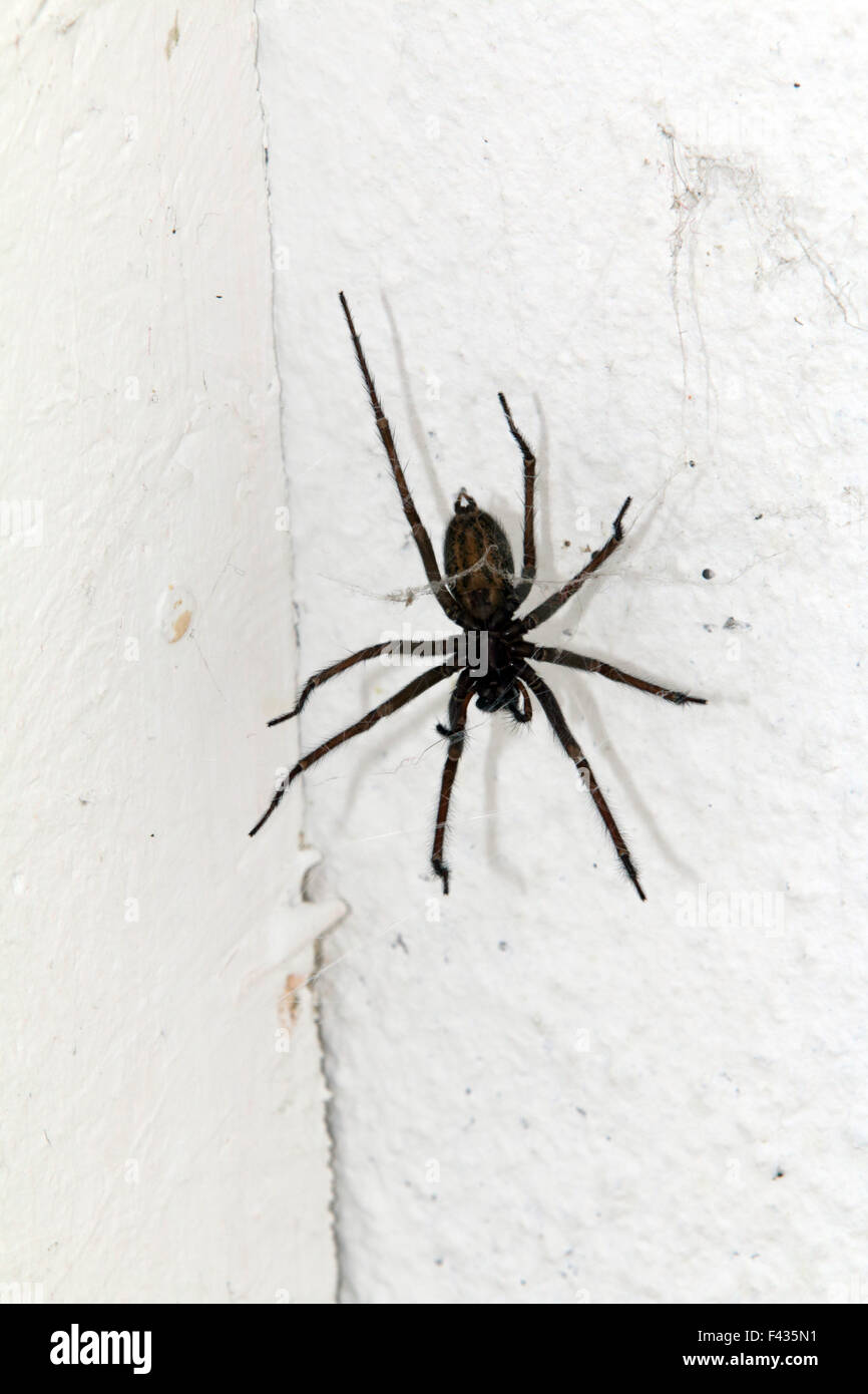 Eratigena atrica, casa gigante spider Foto Stock