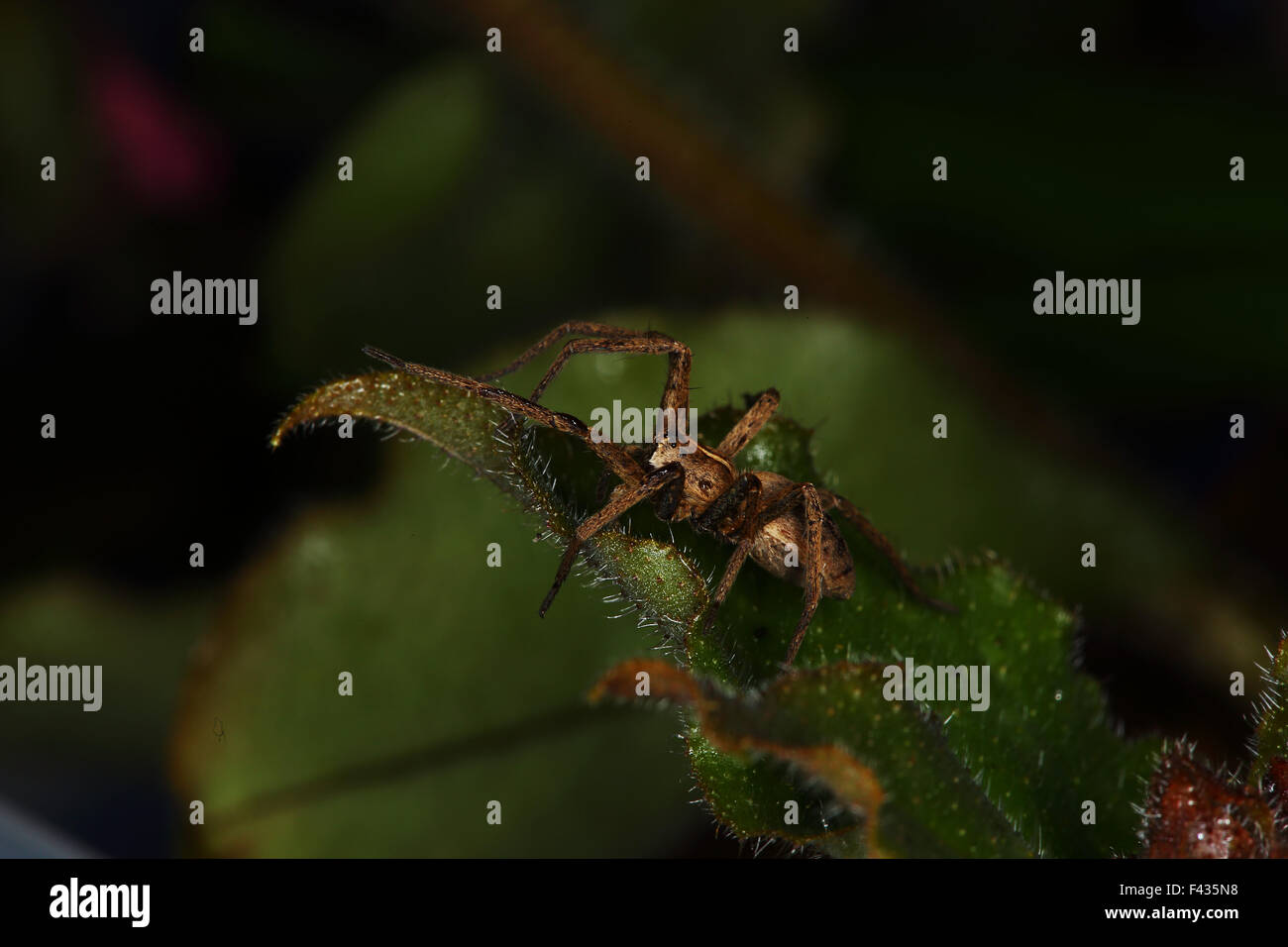 Vivaio spider web, Pisaura mirabilis Foto Stock