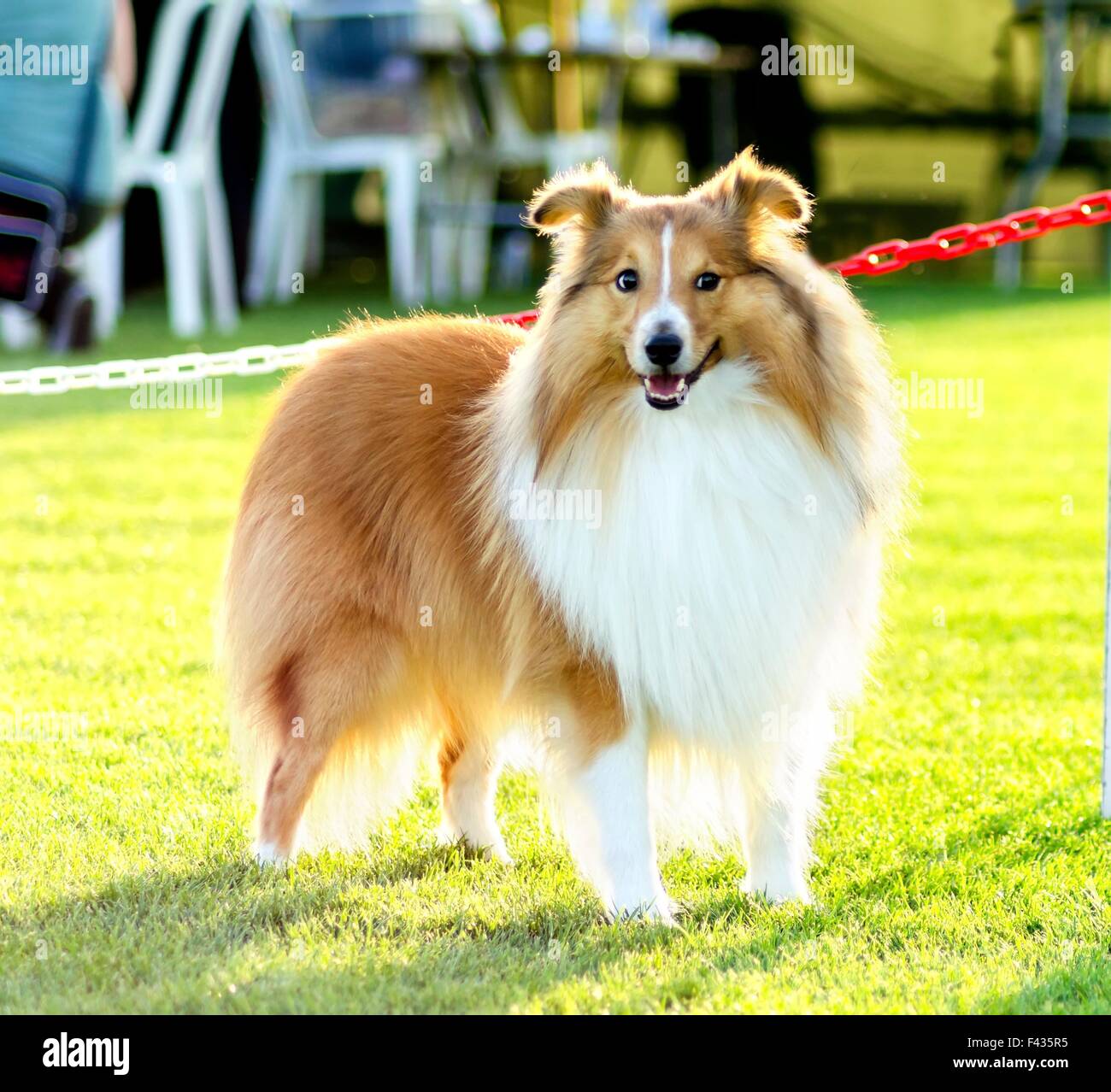 Un giovane, bella, bianco e sable Shetland Sheepdog in piedi sul prato cercando felice e giocoso. Shetland Sheepdogs guardare li Foto Stock