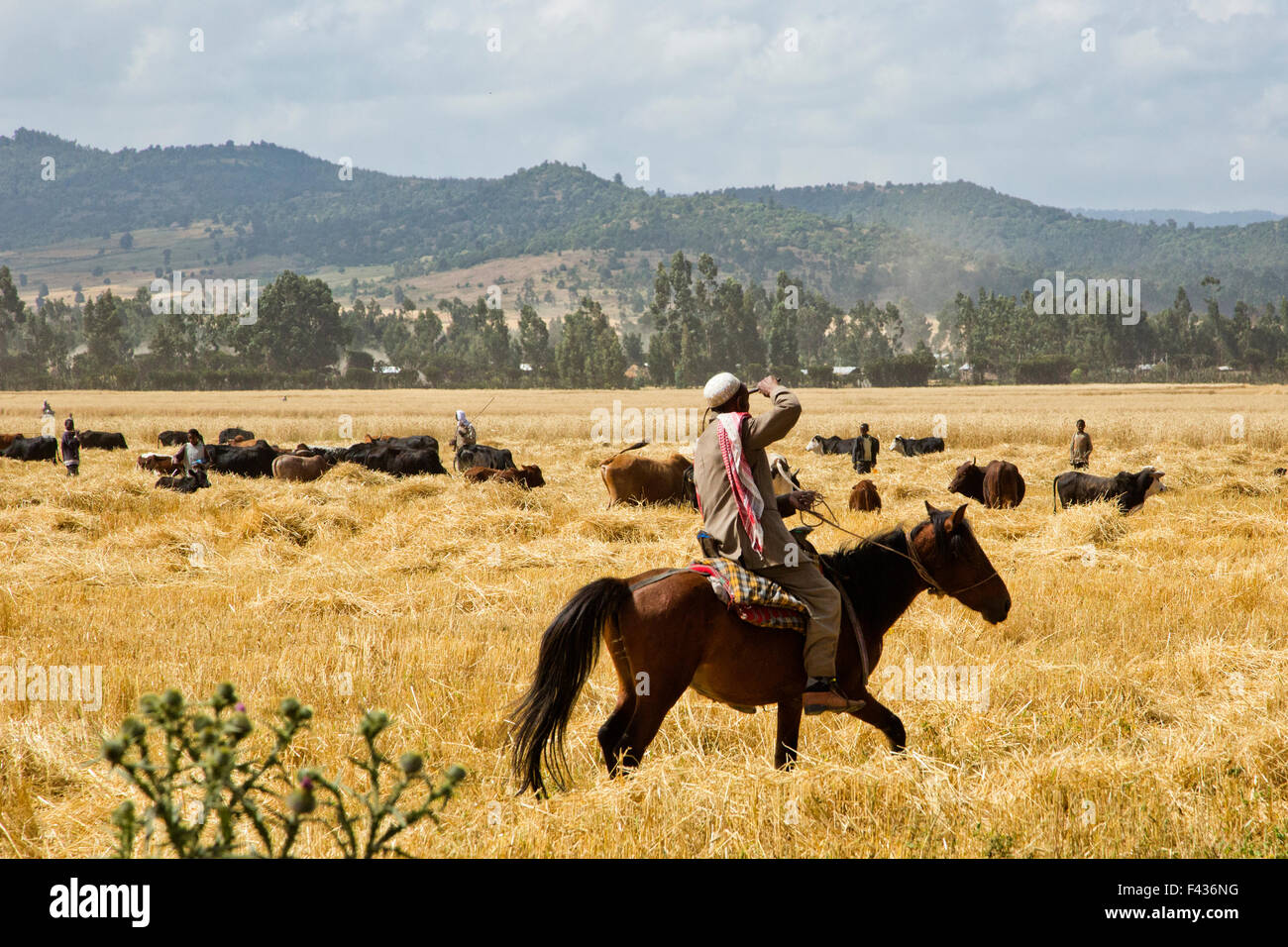 Pastore a cavallo nelle raccolte di un campo di grano in Etiopia Foto Stock