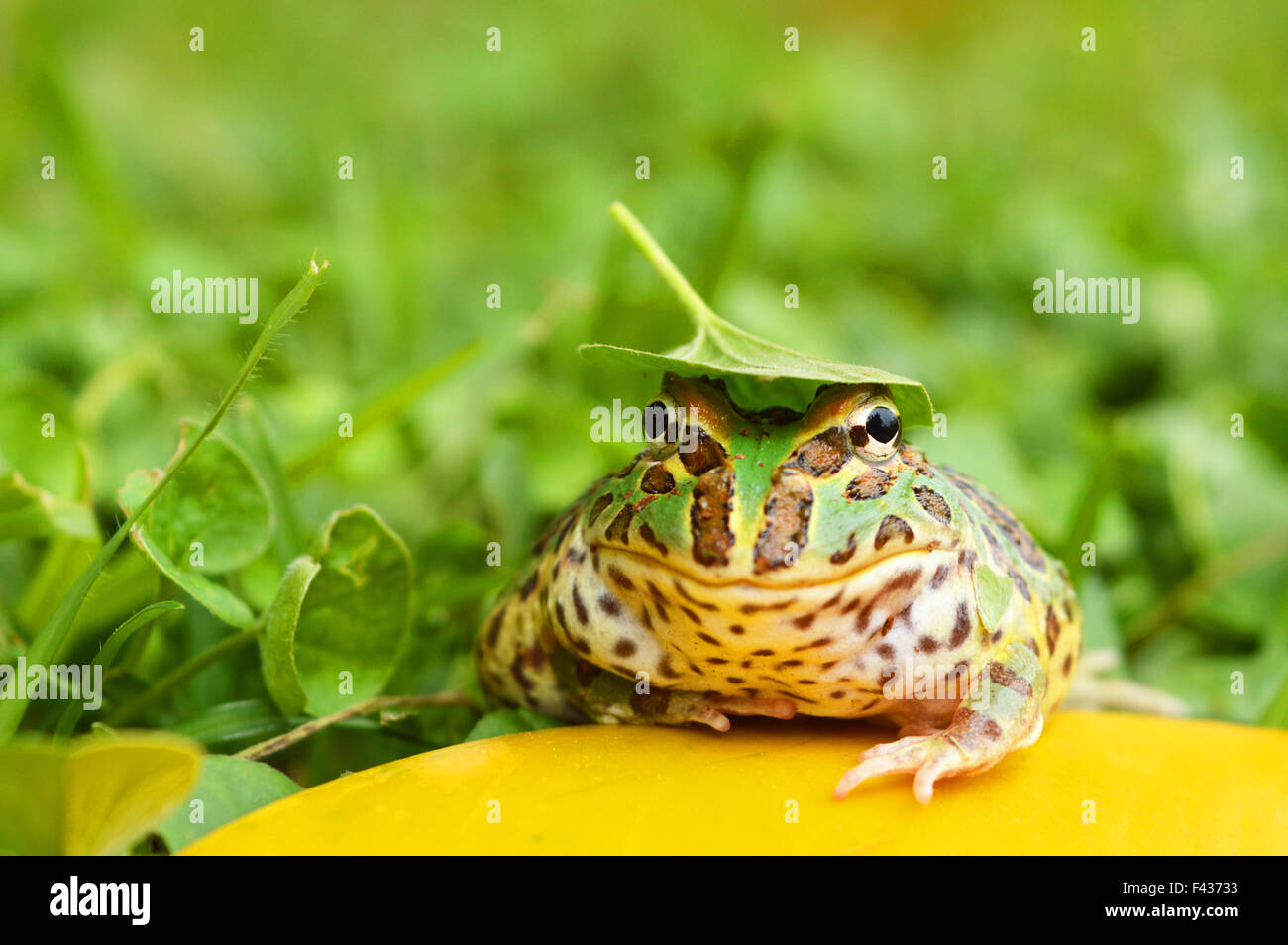 Rana di Pacman Foto Stock