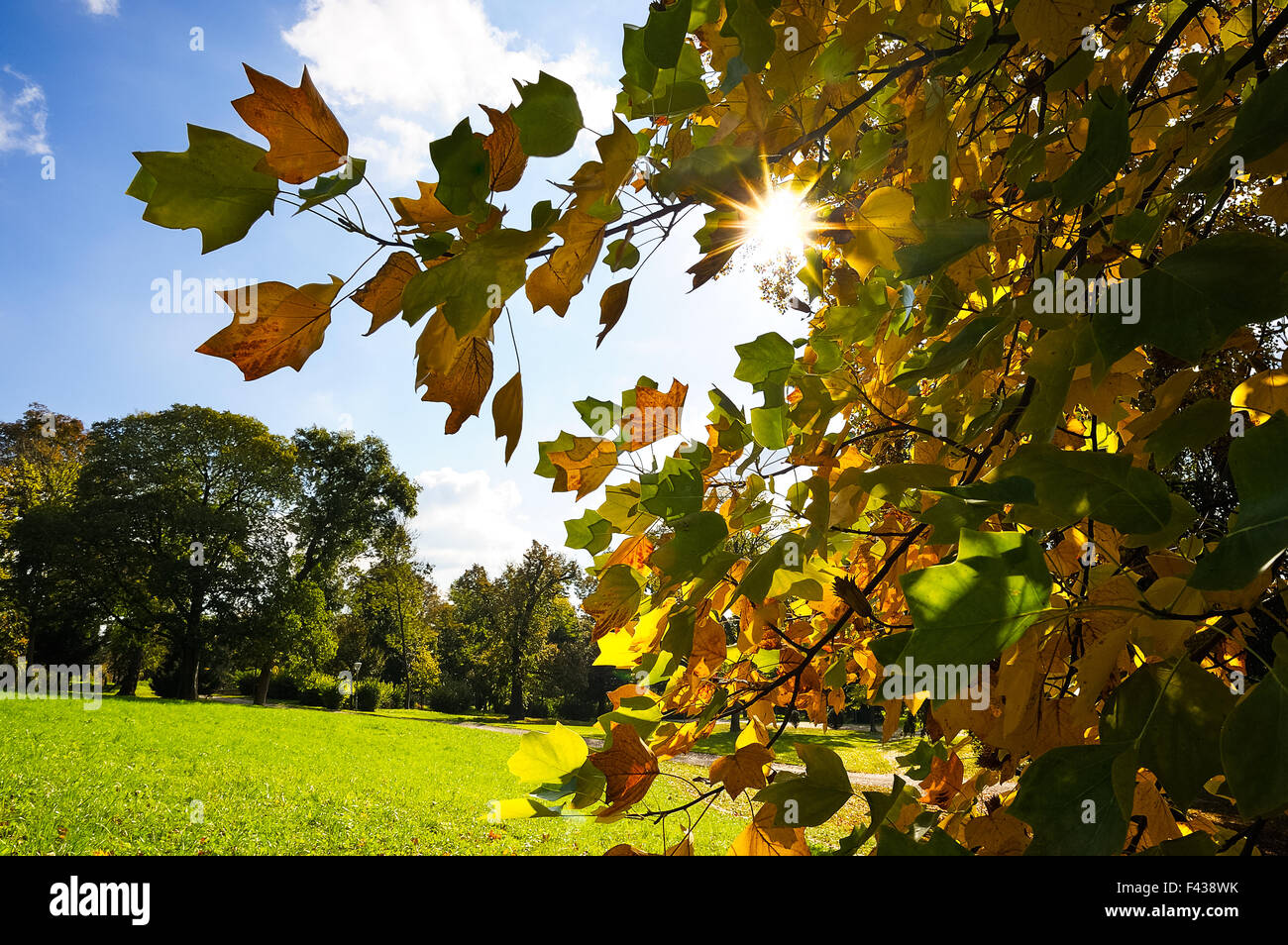 Sole che splende attraverso foglie di autunno di un albero Foto Stock