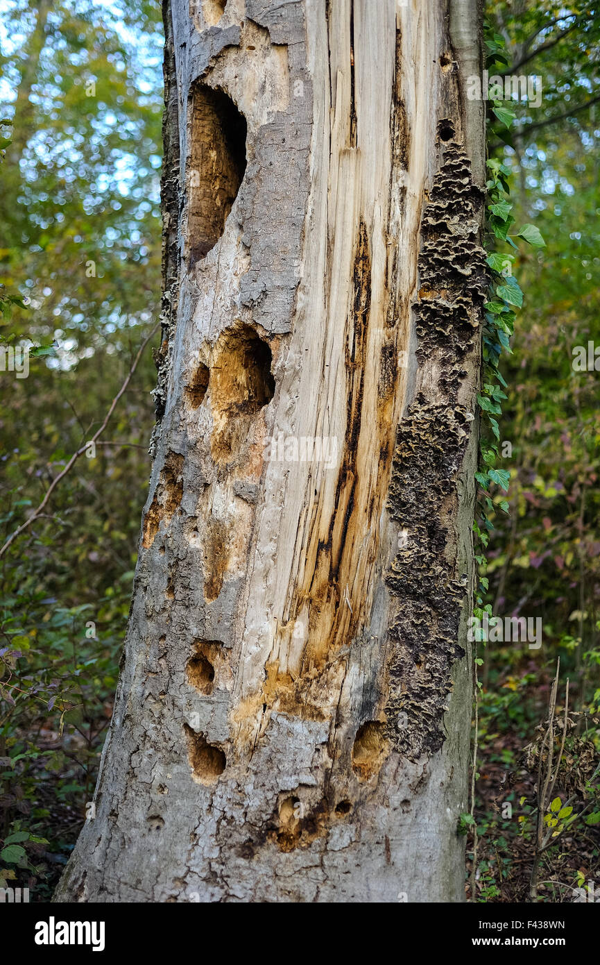 Il marcio tronco di albero con fori di picchio Foto Stock