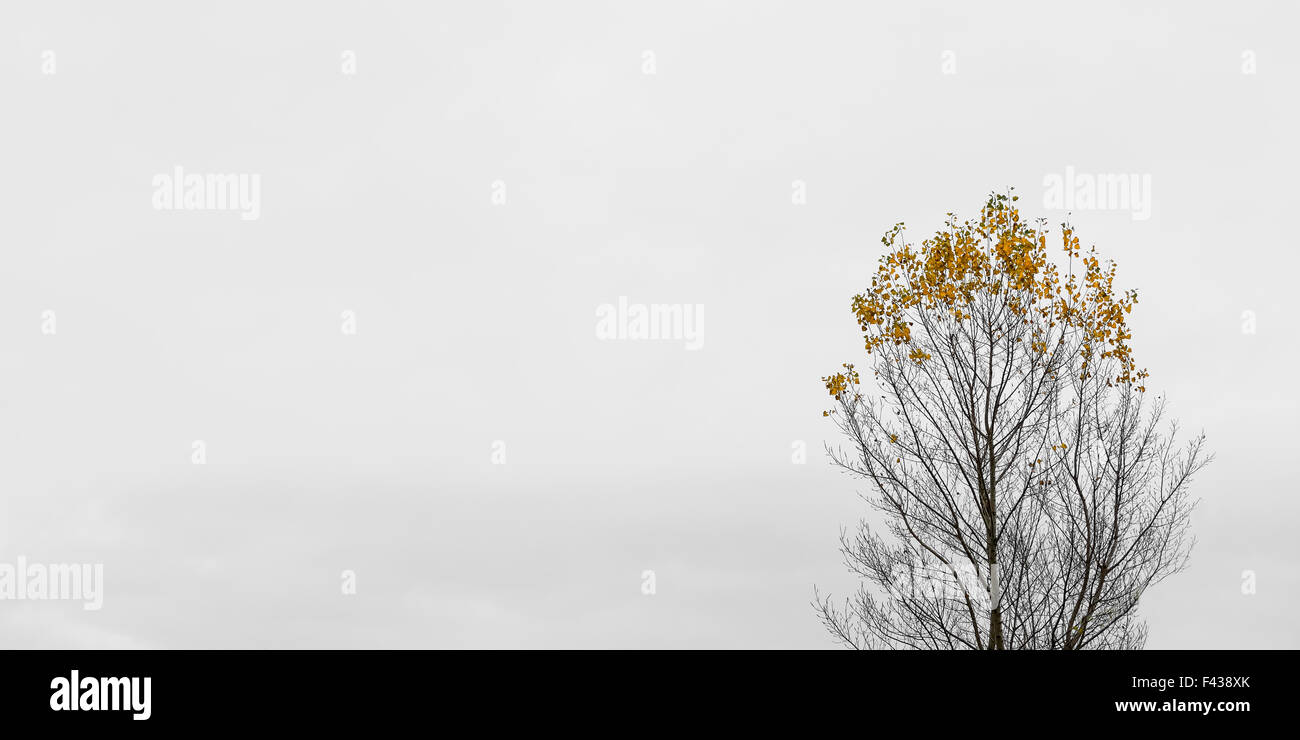 Poco di foglie di albero solitario in autunno Foto Stock