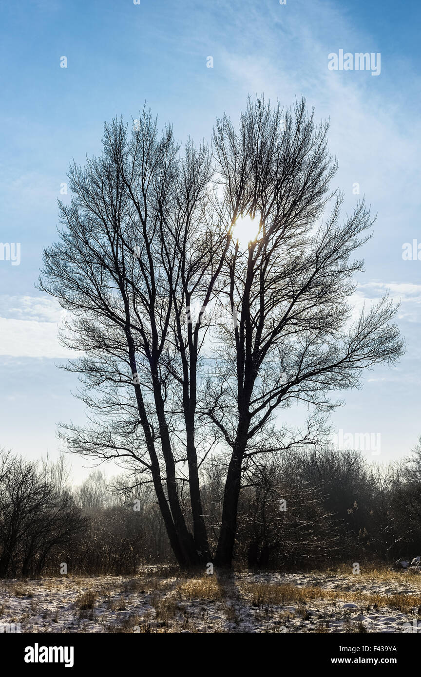 Gruppo di alberi contro la luce Foto Stock