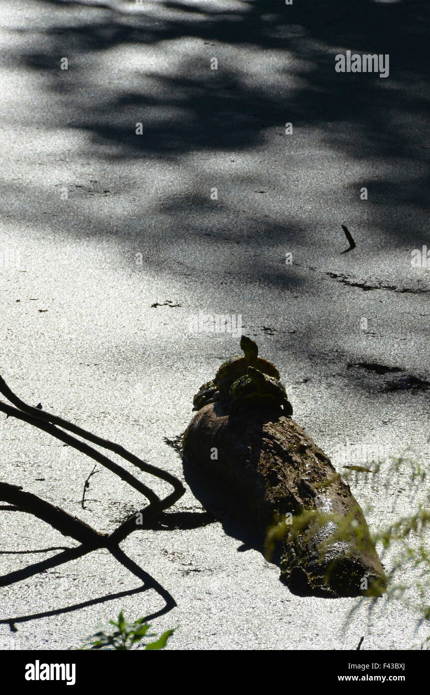 Tutles su un log in prospect park brooklyn new york Foto Stock