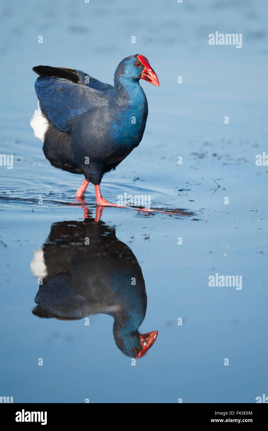 Western Purple Swamphen (Porphyrio porphyrio) presso l'Aufacada nel Delta del Ebro Foto Stock