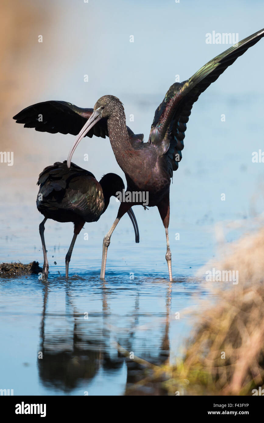 Il corteggiamento coppia di ibis lucido (Plegadis falcinellus) Foto Stock