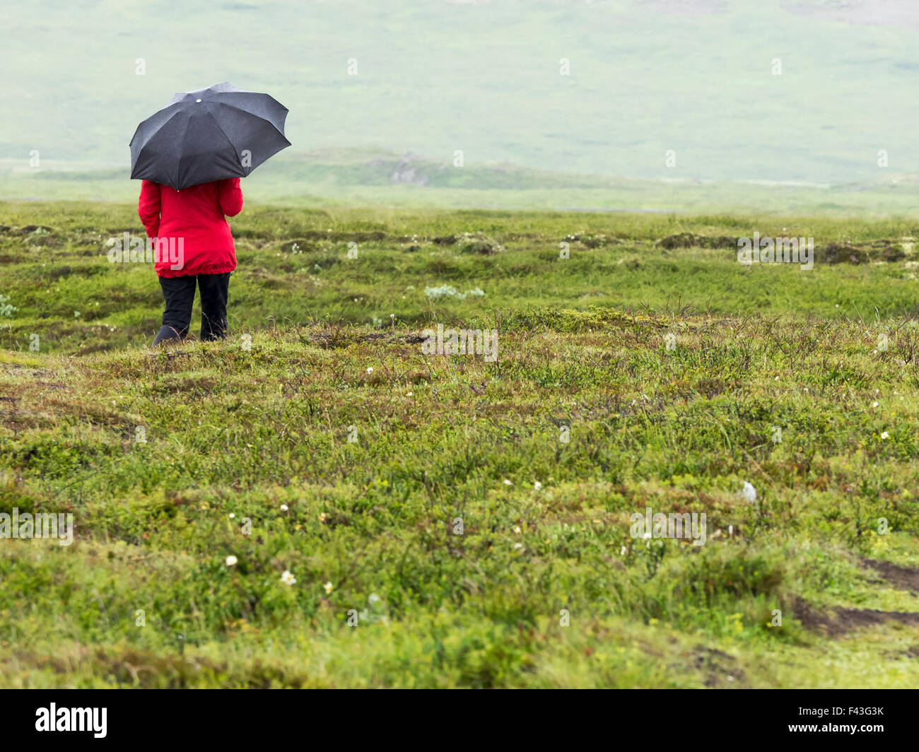 La donna a piedi sotto la pioggia con la giacca rossa e nera ombrello in Islanda in tutta la brughiera di massa aperto vista posteriore da solo Foto Stock