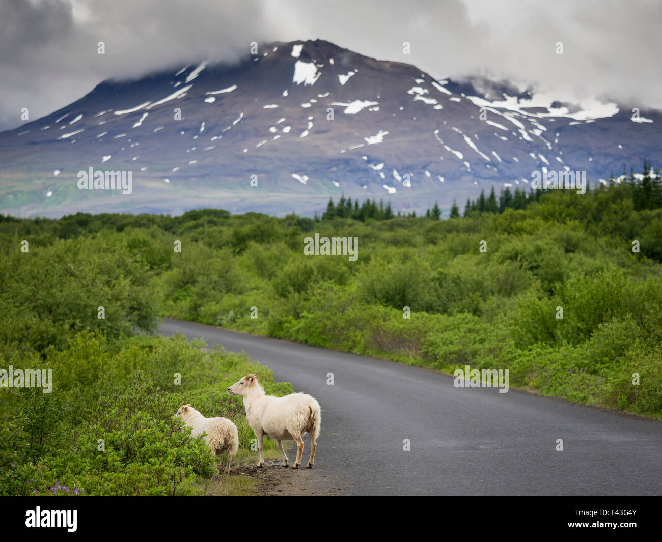 Pecore sul lato della strada e una vista delle montagne dalle vette innevate. Foto Stock