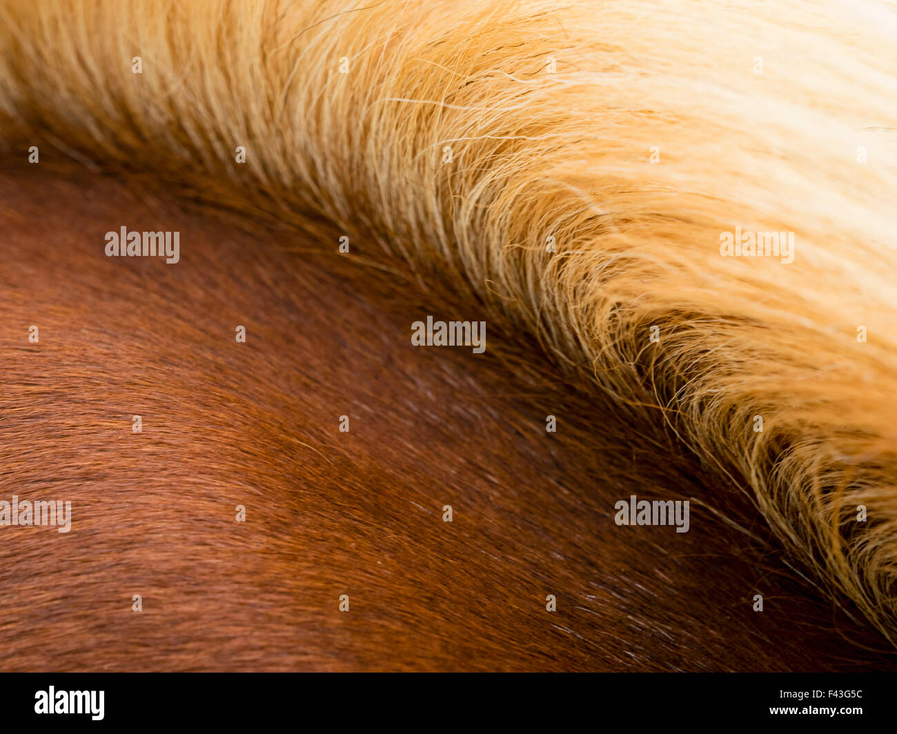 La spessa di color oro pallido criniera di una baia a cavallo. Foto Stock