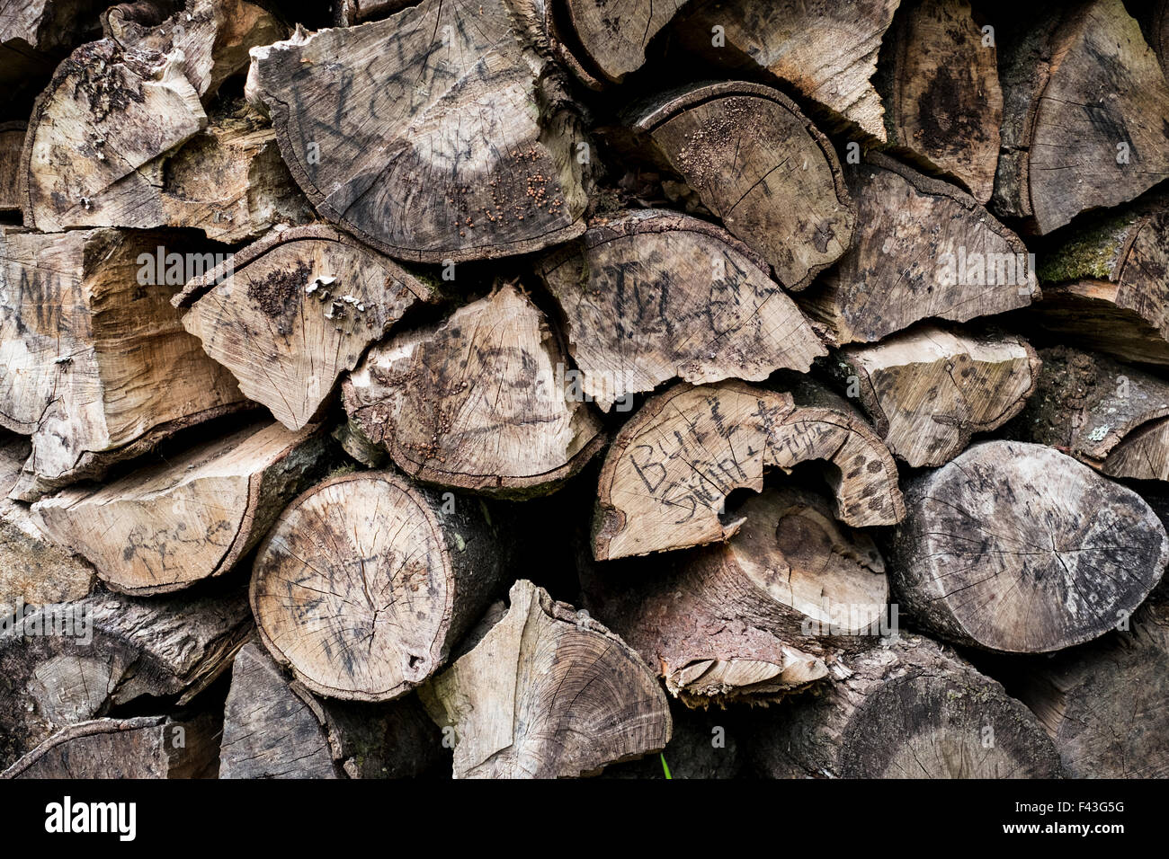 Un ordinatamente impilati pila di log, un log di legna da ardere store. Foto Stock
