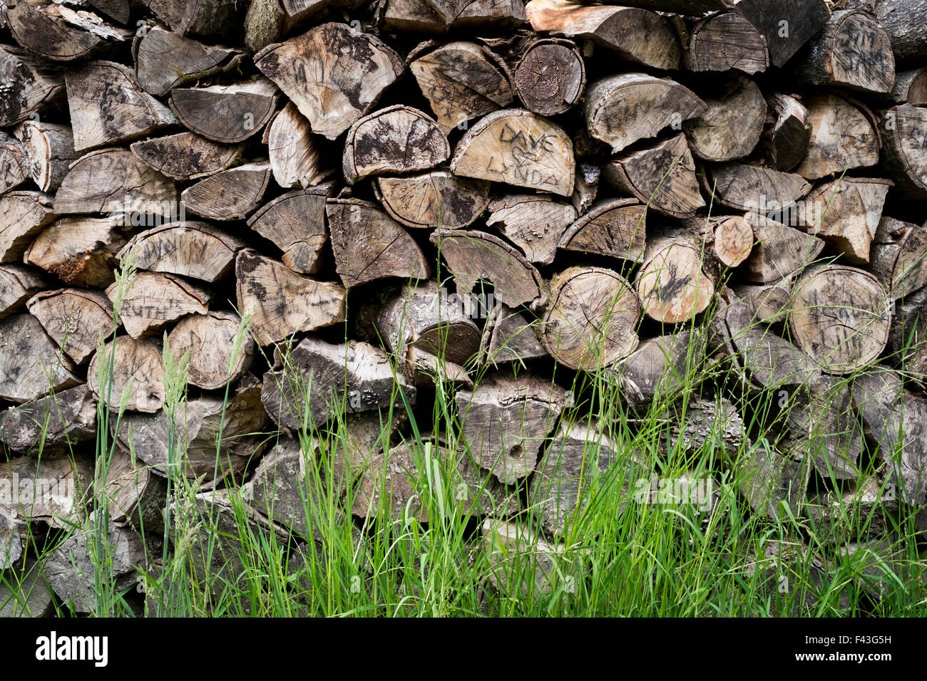 Un ordinatamente impilati pila di log, un log di legna da ardere store. Foto Stock