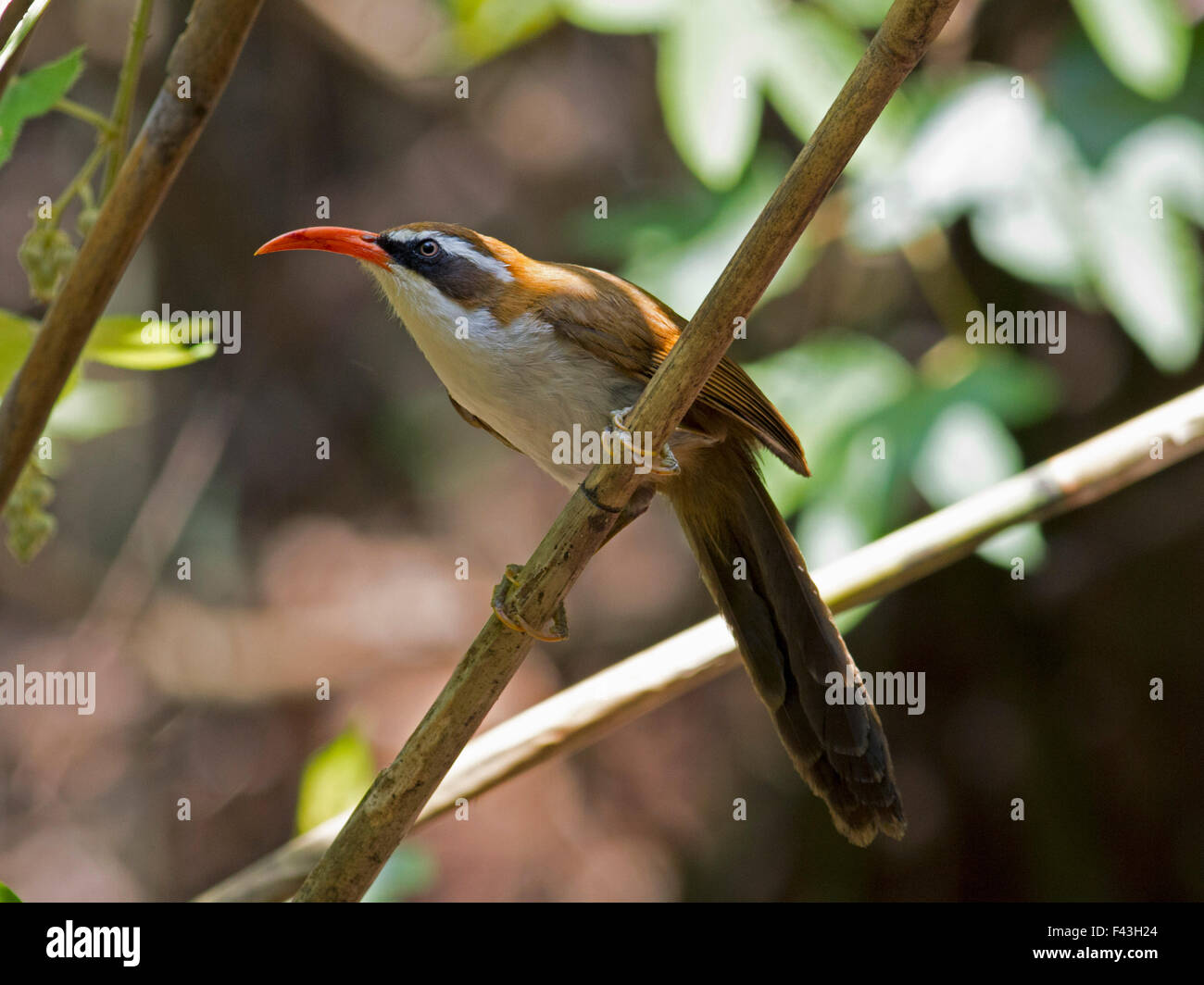 Un rosso-fatturati Scimitar-Babbler visto dal di sotto e arroccato su un bambù in Phu Suan Sai N P in Loei provincia nel nord della Tailandia Foto Stock