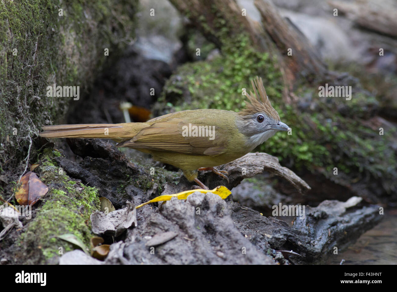 Un Puff-throated Bulbul accanto ad una piccola piscina di foresta in Phukhieu WLS nel nord-est della Thailandia Foto Stock