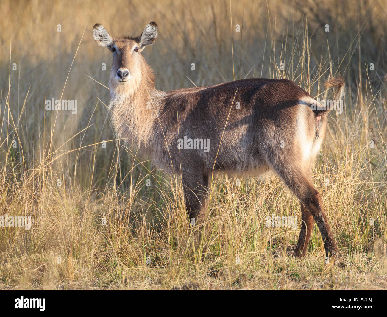 Ellipsen Waterbuck (Kobus ellipsiprymnus), Sud Luangwa National Park, Zambia Foto Stock