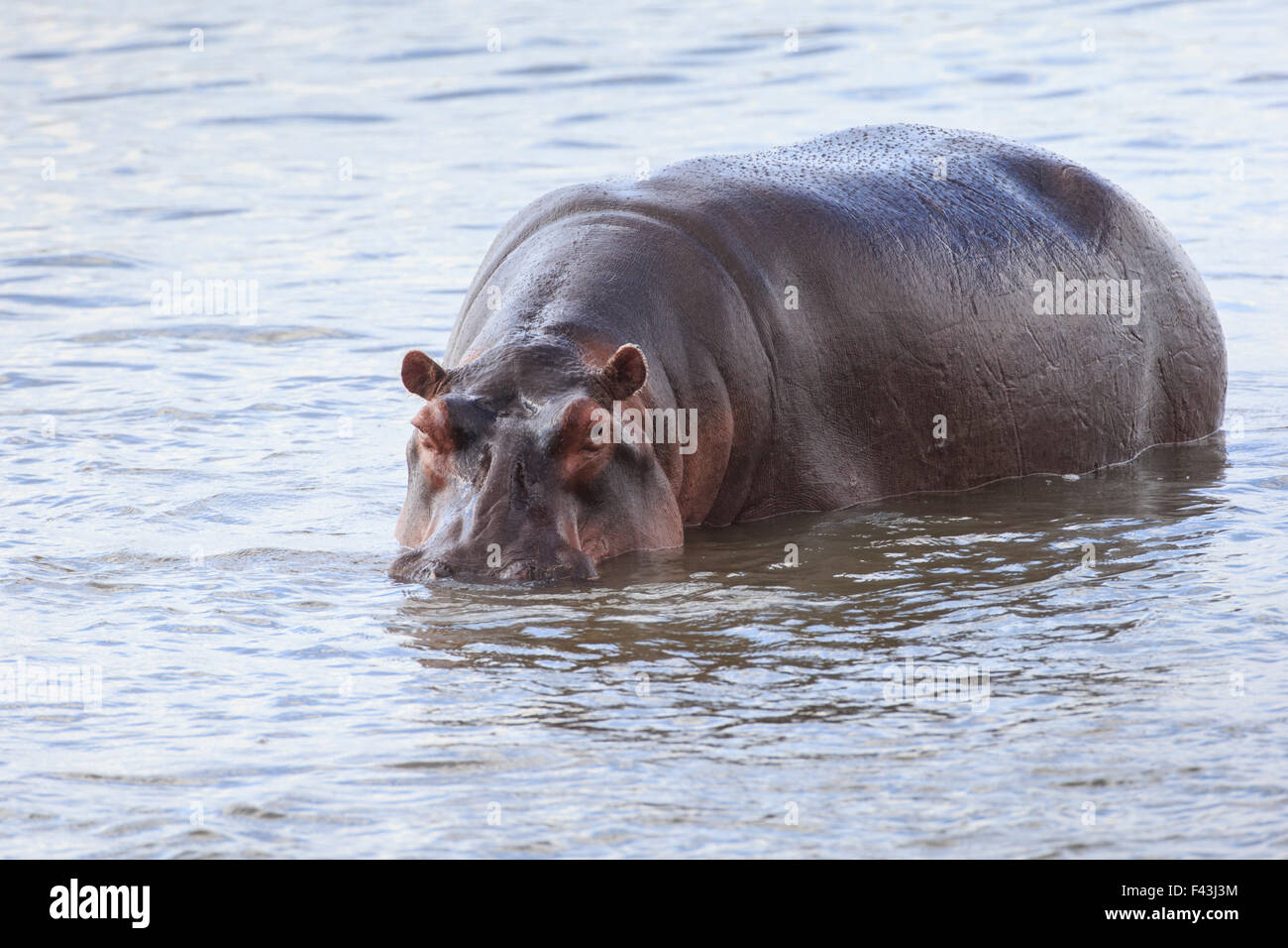 Ippopotamo (Hippopotamus amphibius), Sud Luangwa National Park, Zambia Foto Stock