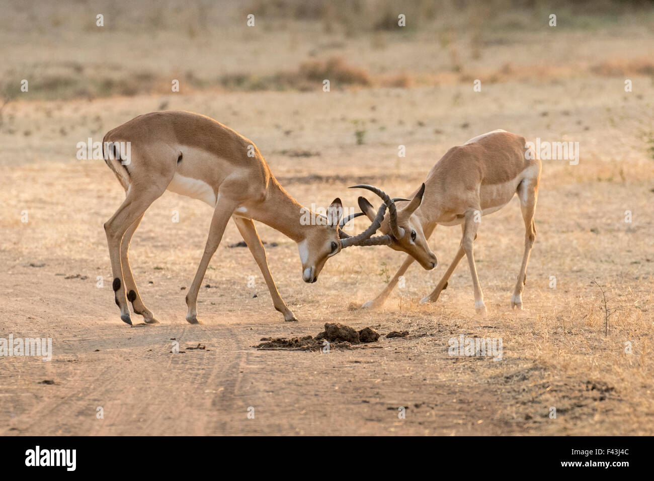 Impala (Aepyceros melampus), Sud Luangwa National Park, Zambia Foto Stock