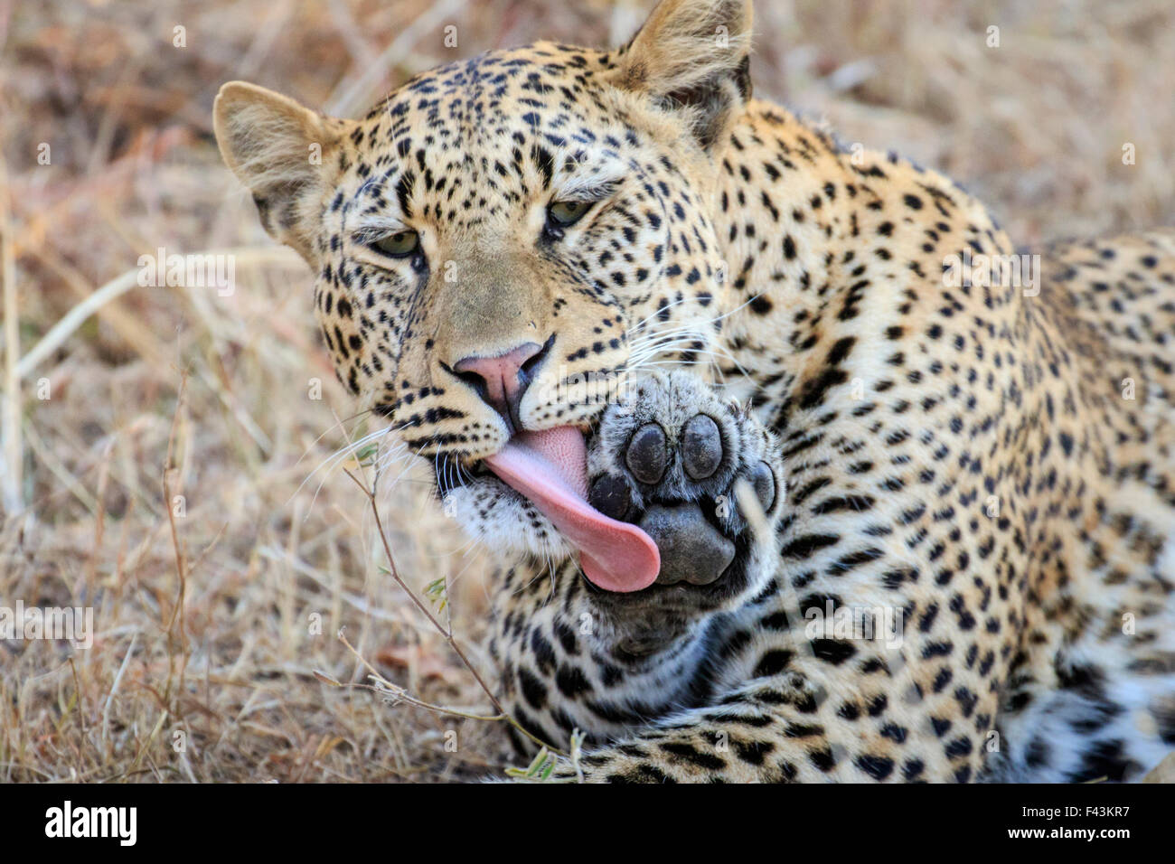 Leopard (Panthera pardus), Sud Luangwa National Park, Zambia Foto Stock