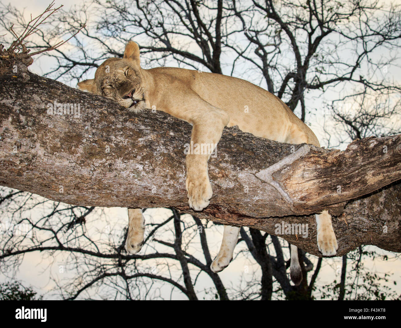 Lion (Panthera leo), Sud Luangwa National Park, Zambia Foto Stock