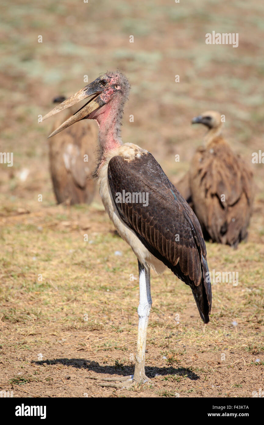 Marabu stork (Leptoptilos crumeniferus), Sud Luangwa National Park, Zambia Foto Stock