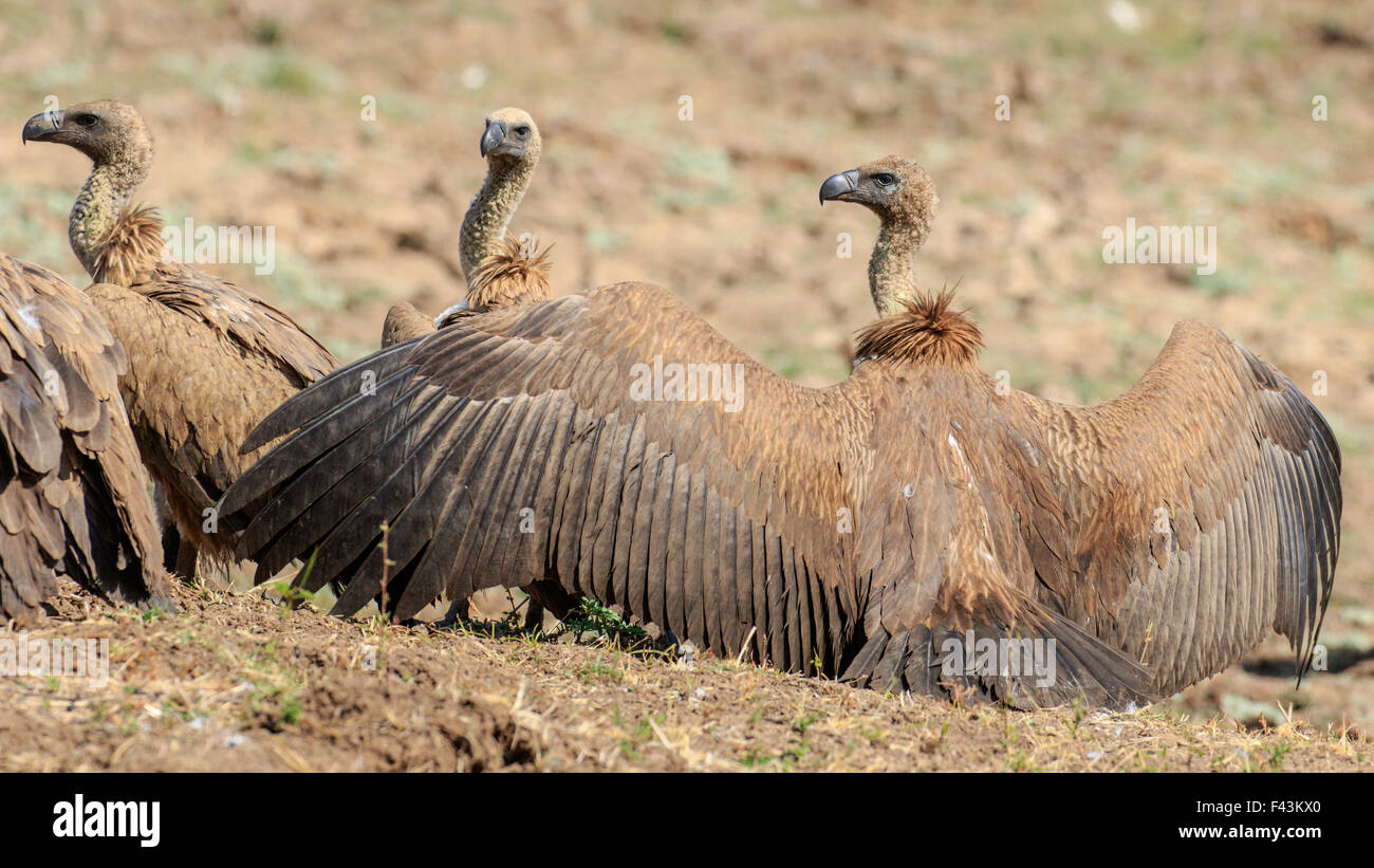 White-backed vulture (Gyps africanus), Sud Luangwa National Park, Zambia Foto Stock