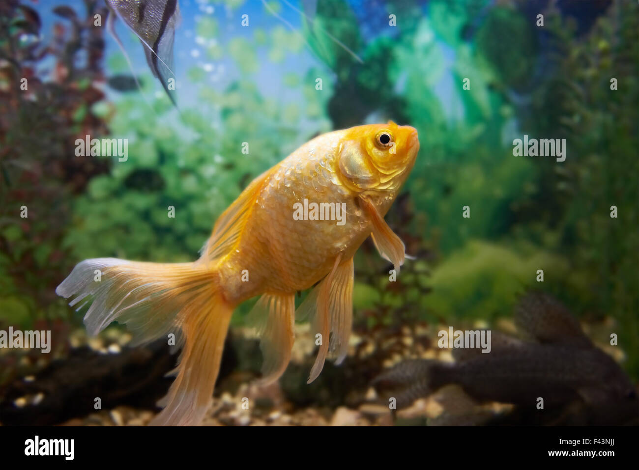 Pesci colorati in acquario Foto Stock