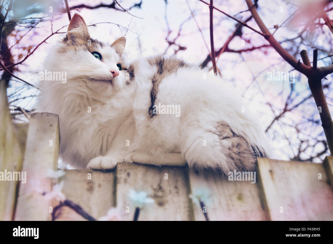 Un gatto seduto su una recinzione staring off nella distanza Foto Stock