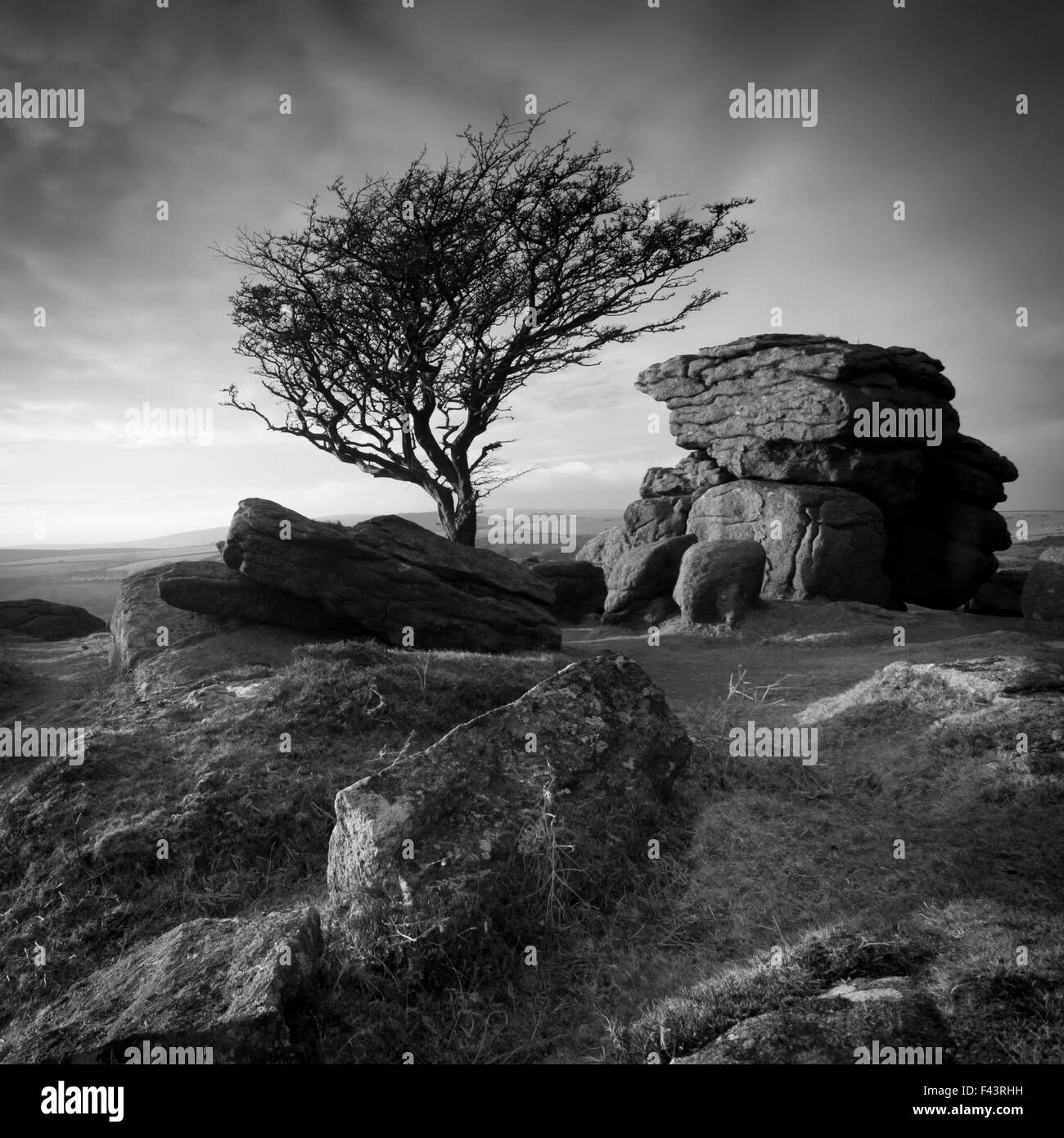 Immagine in bianco e nero di un albero di biancospino (Crataegus monogyna) e affioramento di granito vicino a sella Tor, Parco Nazionale di Dartmoor, Devon, Inghilterra, Regno Unito, Gennaio 2011. Foto Stock