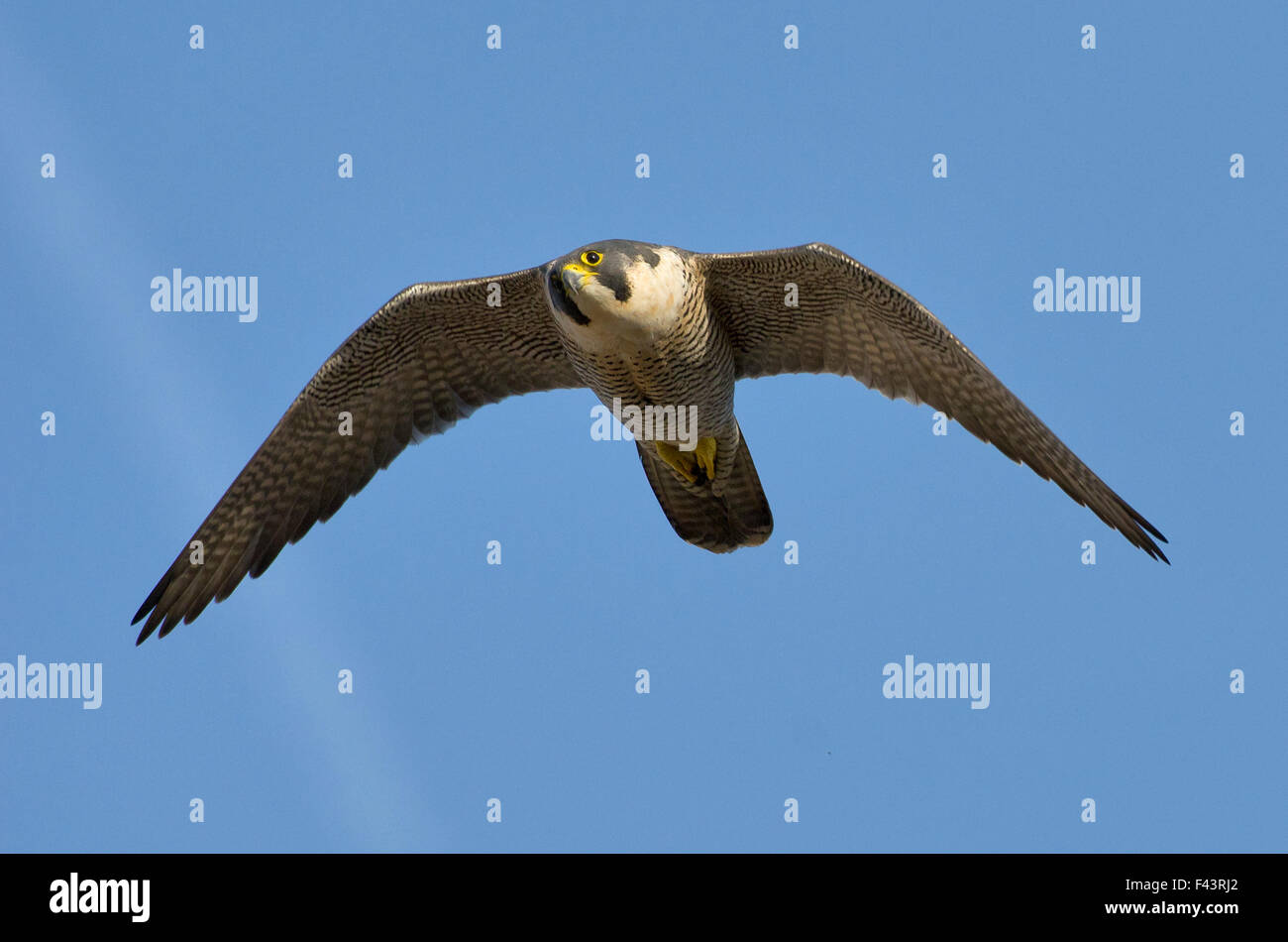 Femmina adulta del falco pellegrino (Falco peregrinus) in volo, Bristol, Inghilterra, Regno Unito, Marzo. Lo sapevate? La più alta mai registrata a velocità di un falco pellegrino in volo è stato 242 miglio all'ora! Foto Stock