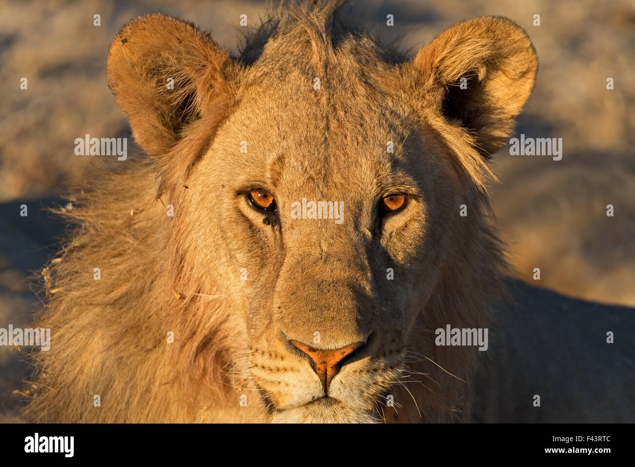 Giovane maschio aggressivo lion fissando il fotografo appena prima del tramonto nel Parco Nazionale Etosha, Namibia Foto Stock