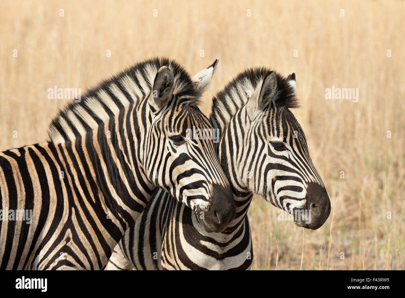 Due Burchell's zebre (Equus quagga burchellii) a secco d'oro savana erba, Parco Nazionale di Pilanesberg, Sud Africa Foto Stock