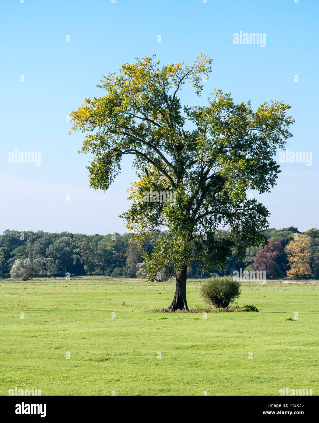Elba ciclabile, sponda est del fiume Elba, pianura alluvionale tra Dömitz e Havelberg, Brandeburgo, Germania, Europa Foto Stock