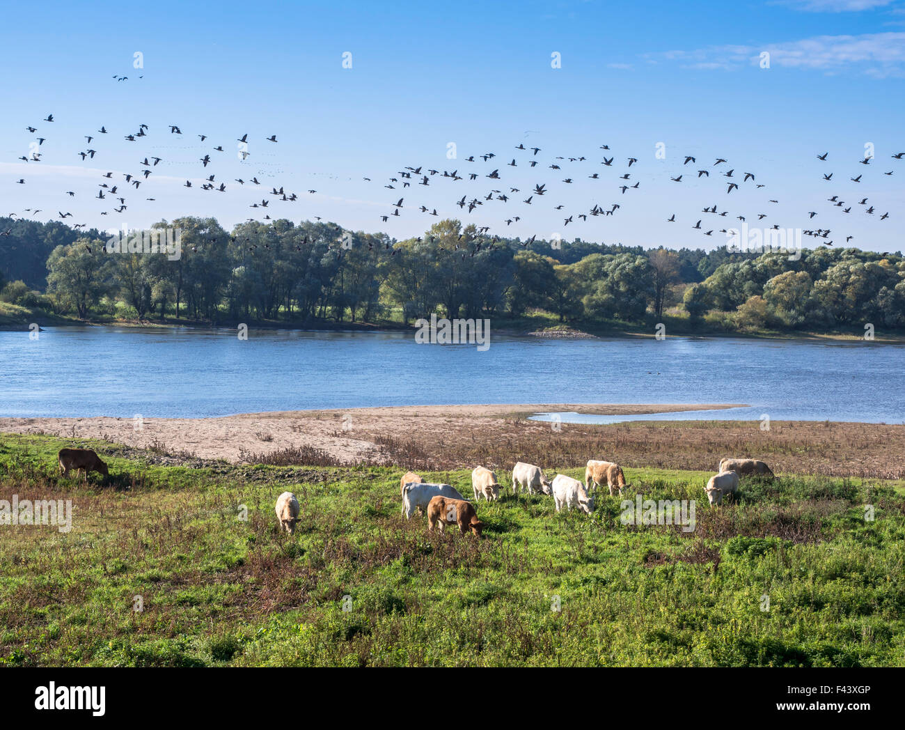 Elba ciclabile, sponda est del fiume Elba, pianura alluvionale tra Dömitz e Havelberg, Brandeburgo, Germania, Europa Foto Stock