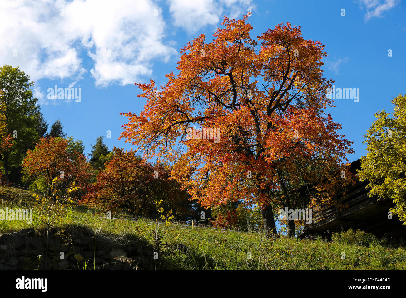 Autunno nelle Alpi Svizzere Foto Stock