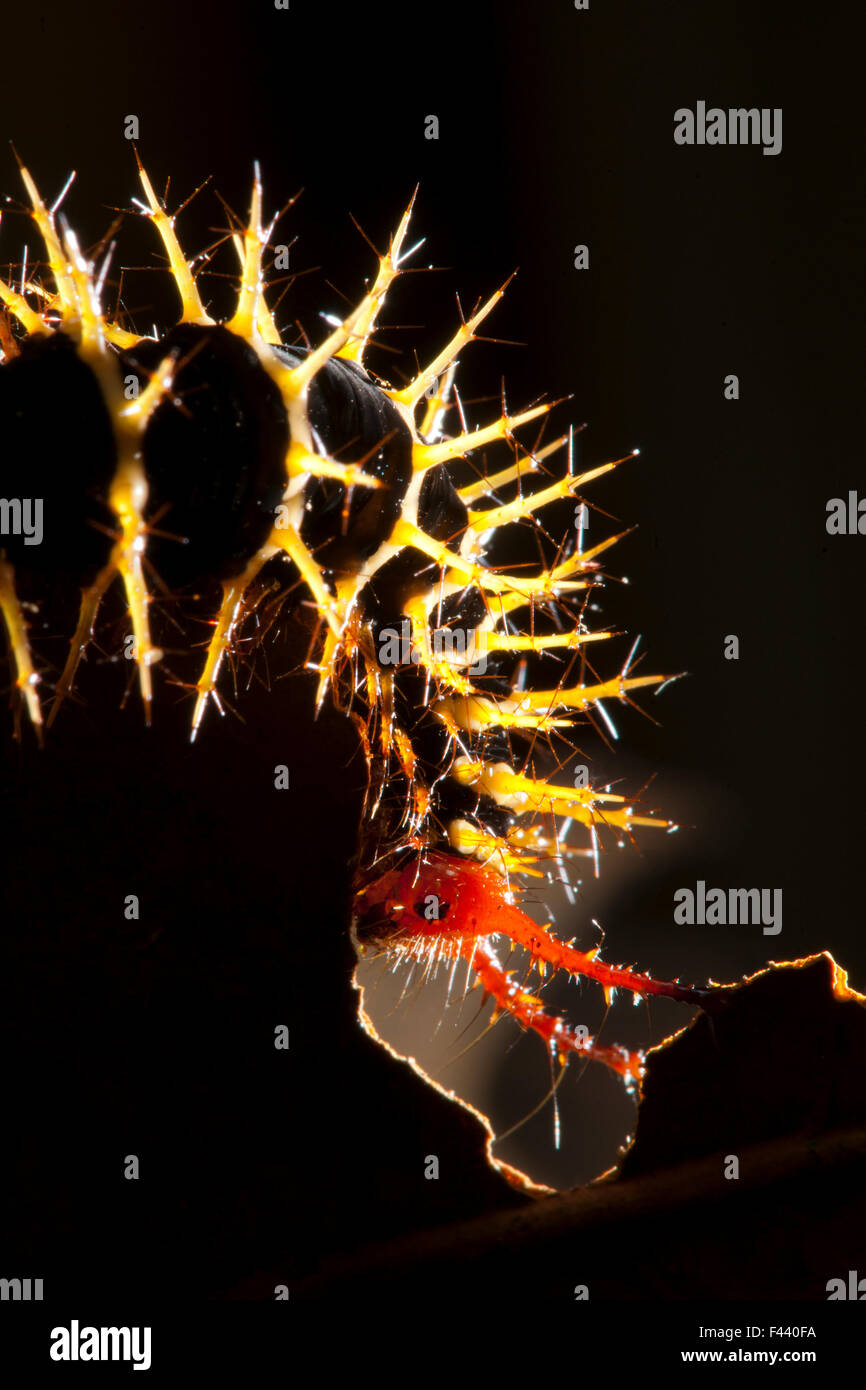 Caterpillar di Imperatore Tarma (Saturnidae) mostra urticating spine meccanismo di difesa. Bai Hokou, Dzanga-Ndoki National Park, Repubblica Centrafricana. Foto Stock