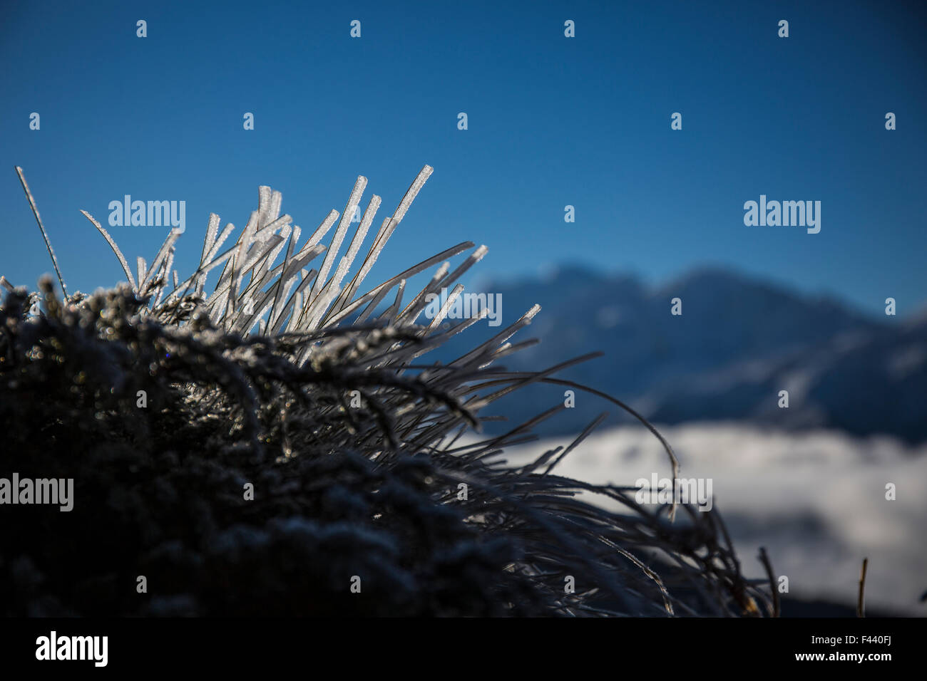 Coperto di brina erba nelle Alpi Foto Stock