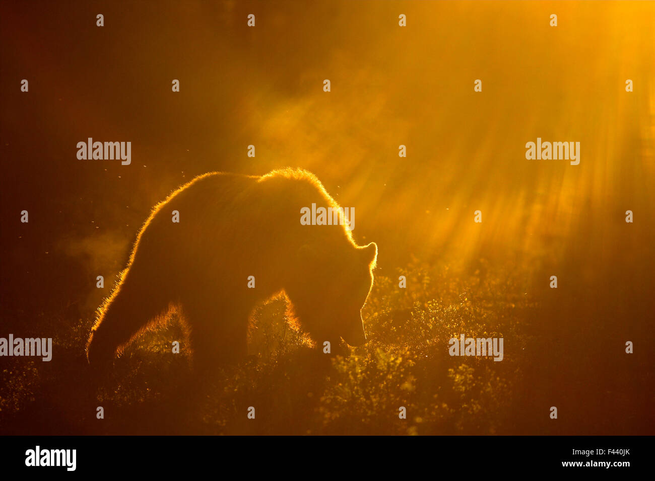 L'orso bruno (Ursus arctos) profilarsi all'alba, Suomussalmi, regione di Kainuu, Finlandia, Europa, giugno 2008, esclusivo calendario giapponese di diritti per il 2014 Foto Stock