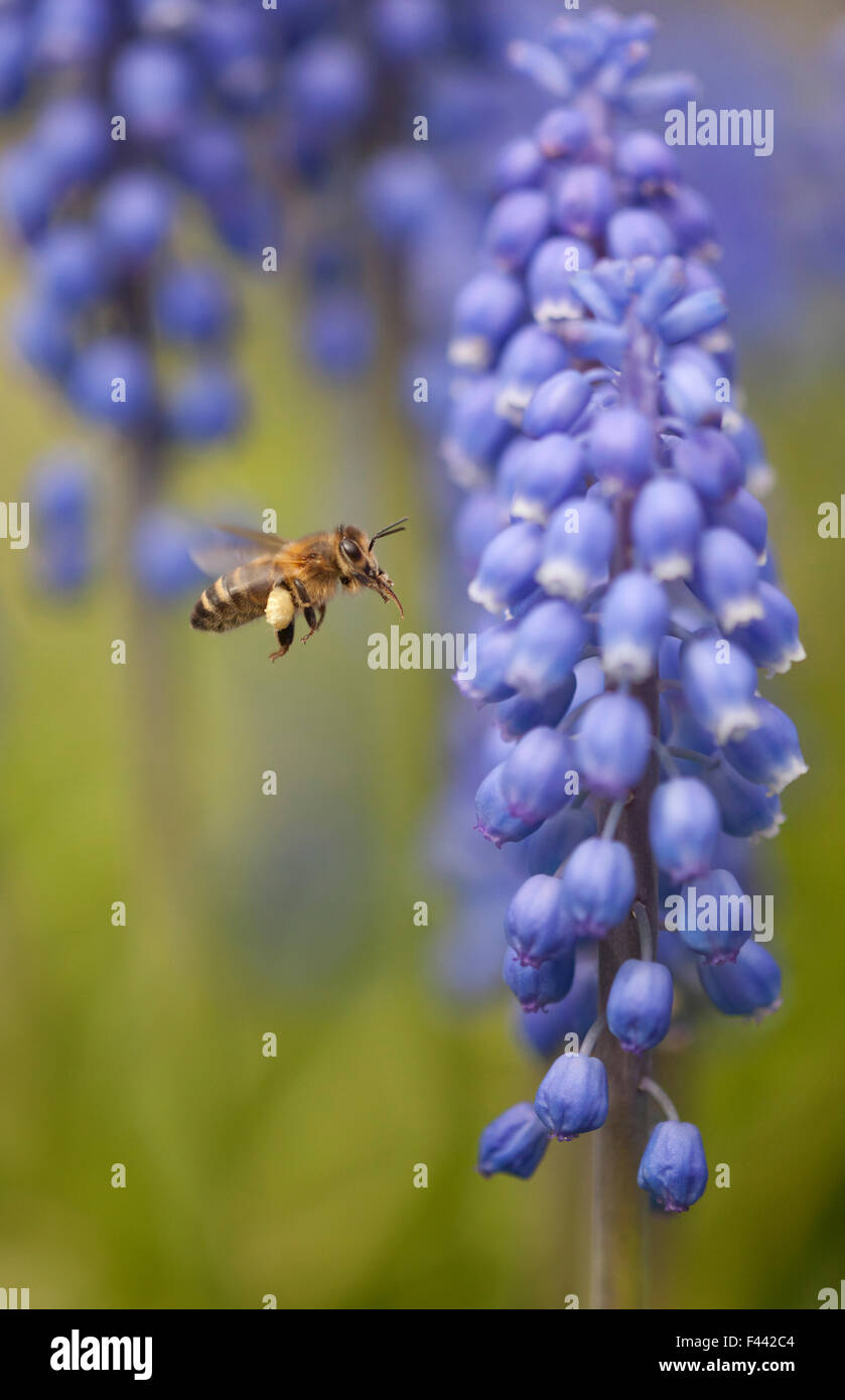 Il miele delle api (Apis mellifera) visitando giacinto di uva, Sheffield, Regno Unito Foto Stock