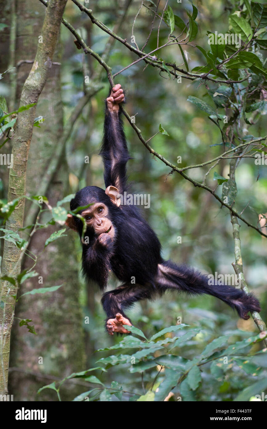 Uno scimpanzé (Pan troglodytes) infantile, di età compresa tra uno e mezzo a giocare nella struttura ad albero, nella foresta tropicale, Uganda occidentale Foto Stock