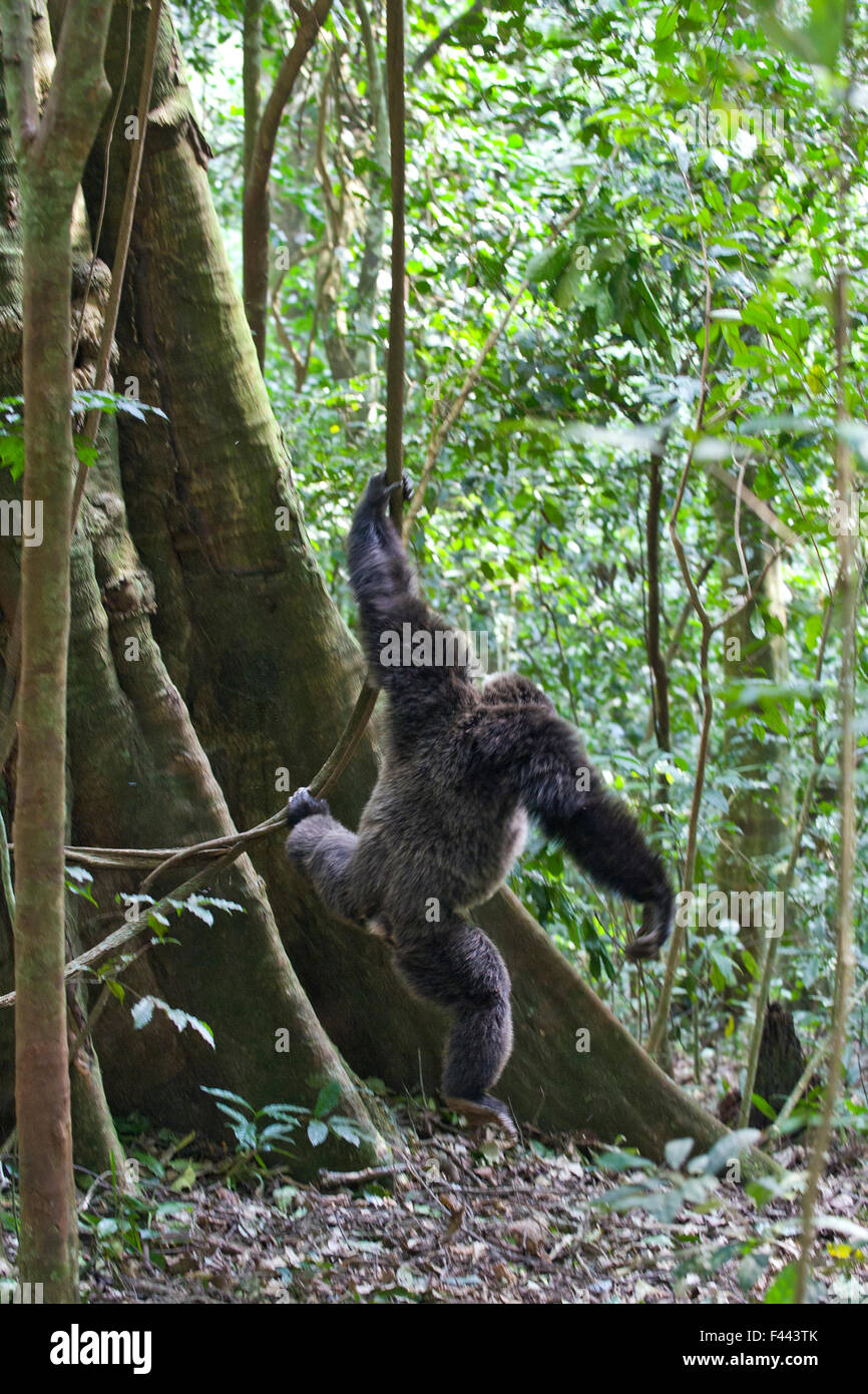 Uno scimpanzé (Pan troglodytes) grande maschio scendendo da albero tenendo liana, la foresta tropicale, Uganda occidentale Foto Stock